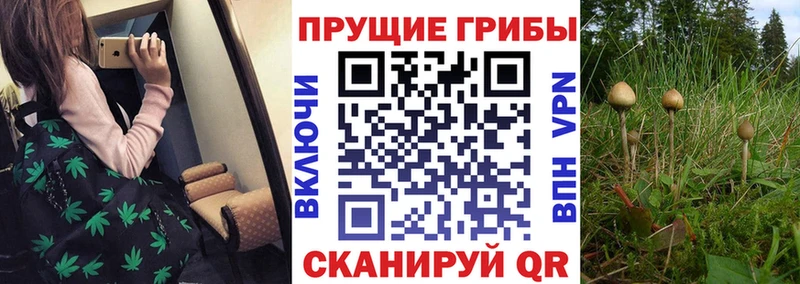 блэк спрут онион  Шумерля  Псилоцибиновые грибы GOLDEN TEACHER 